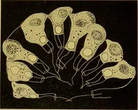 An illustration from The microscope : its history, construction, and application, being a familiar introduction to the use of the instrument, and the study of microscopical science / by Jabez Hogg. (1898)