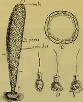 An illustration from The microscope : its history, construction, and application, being a familiar introduction to the use of the instrument, and the study of microscopical science / by Jabez Hogg. (1898)