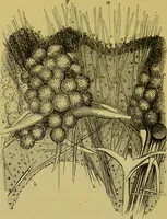 An illustration from The microscope : its history, construction, and application, being a familiar introduction to the use of the instrument, and the study of microscopical science / by Jabez Hogg. (1898)