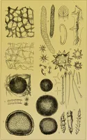 Picture 302 of 409 from The microscope : its history, construction, and application, being a familiar introduction to the use of the instrument, and the study of microscopical science / by Jabez Hogg. (1898), leaf 565