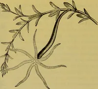 An illustration from The microscope : its history, construction, and application, being a familiar introduction to the use of the instrument, and the study of microscopical science / by Jabez Hogg. (1898)