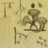 An illustration from The microscope : its history, construction, and application, being a familiar introduction to the use of the instrument, and the study of microscopical science / by Jabez Hogg. (1898)