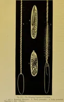 Picture 306 of 409 from The microscope : its history, construction, and application, being a familiar introduction to the use of the instrument, and the study of microscopical science / by Jabez Hogg. (1898), leaf 580