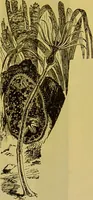 Picture 307 of 409 from The microscope : its history, construction, and application, being a familiar introduction to the use of the instrument, and the study of microscopical science / by Jabez Hogg. (1898), leaf 581