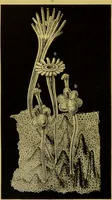 An illustration from The microscope : its history, construction, and application, being a familiar introduction to the use of the instrument, and the study of microscopical science / by Jabez Hogg. (1898)