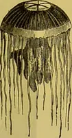 Picture 309 of 409 from The microscope : its history, construction, and application, being a familiar introduction to the use of the instrument, and the study of microscopical science / by Jabez Hogg. (1898), leaf 583