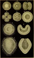 An illustration from The microscope : its history, construction, and application, being a familiar introduction to the use of the instrument, and the study of microscopical science / by Jabez Hogg. (1898)