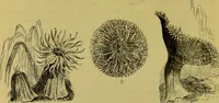 An illustration from The microscope : its history, construction, and application, being a familiar introduction to the use of the instrument, and the study of microscopical science / by Jabez Hogg. (1898)