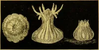 An illustration from The microscope : its history, construction, and application, being a familiar introduction to the use of the instrument, and the study of microscopical science / by Jabez Hogg. (1898)