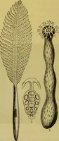 An illustration from The microscope : its history, construction, and application, being a familiar introduction to the use of the instrument, and the study of microscopical science / by Jabez Hogg. (1898)