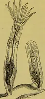 An illustration from The microscope : its history, construction, and application, being a familiar introduction to the use of the instrument, and the study of microscopical science / by Jabez Hogg. (1898)