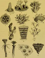 An illustration from The microscope : its history, construction, and application, being a familiar introduction to the use of the instrument, and the study of microscopical science / by Jabez Hogg. (1898)
