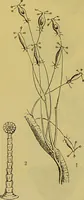 An illustration from The microscope : its history, construction, and application, being a familiar introduction to the use of the instrument, and the study of microscopical science / by Jabez Hogg. (1898)