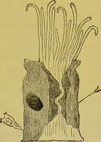 An illustration from The microscope : its history, construction, and application, being a familiar introduction to the use of the instrument, and the study of microscopical science / by Jabez Hogg. (1898)