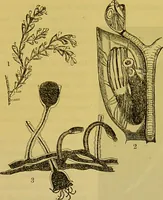 An illustration from The microscope : its history, construction, and application, being a familiar introduction to the use of the instrument, and the study of microscopical science / by Jabez Hogg. (1898)