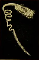 Picture 321 of 409 from The microscope : its history, construction, and application, being a familiar introduction to the use of the instrument, and the study of microscopical science / by Jabez Hogg. (1898), leaf 598