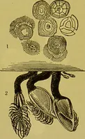 Picture 322 of 409 from The microscope : its history, construction, and application, being a familiar introduction to the use of the instrument, and the study of microscopical science / by Jabez Hogg. (1898), leaf 599