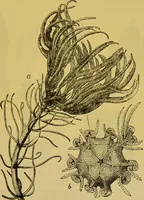 An illustration from The microscope : its history, construction, and application, being a familiar introduction to the use of the instrument, and the study of microscopical science / by Jabez Hogg. (1898)