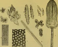 An illustration from The microscope : its history, construction, and application, being a familiar introduction to the use of the instrument, and the study of microscopical science / by Jabez Hogg. (1898)