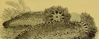 An illustration from The microscope : its history, construction, and application, being a familiar introduction to the use of the instrument, and the study of microscopical science / by Jabez Hogg. (1898)