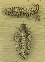 An illustration from The microscope : its history, construction, and application, being a familiar introduction to the use of the instrument, and the study of microscopical science / by Jabez Hogg. (1898)
