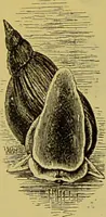 An illustration from The microscope : its history, construction, and application, being a familiar introduction to the use of the instrument, and the study of microscopical science / by Jabez Hogg. (1898)