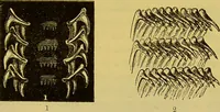 An illustration from The microscope : its history, construction, and application, being a familiar introduction to the use of the instrument, and the study of microscopical science / by Jabez Hogg. (1898)