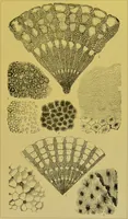 An illustration from The microscope : its history, construction, and application, being a familiar introduction to the use of the instrument, and the study of microscopical science / by Jabez Hogg. (1898)