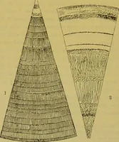 An illustration from The microscope : its history, construction, and application, being a familiar introduction to the use of the instrument, and the study of microscopical science / by Jabez Hogg. (1898)