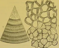 Picture 334 of 409 from The microscope : its history, construction, and application, being a familiar introduction to the use of the instrument, and the study of microscopical science / by Jabez Hogg. (1898), leaf 625