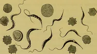 An illustration from The microscope : its history, construction, and application, being a familiar introduction to the use of the instrument, and the study of microscopical science / by Jabez Hogg. (1898)