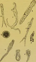 An illustration from The microscope : its history, construction, and application, being a familiar introduction to the use of the instrument, and the study of microscopical science / by Jabez Hogg. (1898)