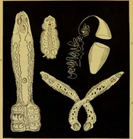 An illustration from The microscope : its history, construction, and application, being a familiar introduction to the use of the instrument, and the study of microscopical science / by Jabez Hogg. (1898)