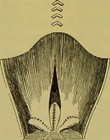 Picture 339 of 409 from The microscope : its history, construction, and application, being a familiar introduction to the use of the instrument, and the study of microscopical science / by Jabez Hogg. (1898), leaf 640