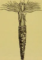 An illustration from The microscope : its history, construction, and application, being a familiar introduction to the use of the instrument, and the study of microscopical science / by Jabez Hogg. (1898)