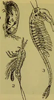 An illustration from The microscope : its history, construction, and application, being a familiar introduction to the use of the instrument, and the study of microscopical science / by Jabez Hogg. (1898)