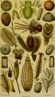 Picture 342 of 409 from The microscope : its history, construction, and application, being a familiar introduction to the use of the instrument, and the study of microscopical science / by Jabez Hogg. (1898), leaf 647