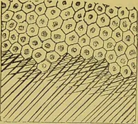 An illustration from The microscope : its history, construction, and application, being a familiar introduction to the use of the instrument, and the study of microscopical science / by Jabez Hogg. (1898)