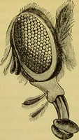 Picture 344 of 409 from The microscope : its history, construction, and application, being a familiar introduction to the use of the instrument, and the study of microscopical science / by Jabez Hogg. (1898), leaf 654