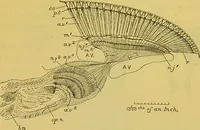 An illustration from The microscope : its history, construction, and application, being a familiar introduction to the use of the instrument, and the study of microscopical science / by Jabez Hogg. (1898)