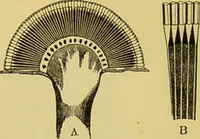 Picture 346 of 409 from The microscope : its history, construction, and application, being a familiar introduction to the use of the instrument, and the study of microscopical science / by Jabez Hogg. (1898), leaf 656