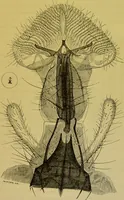 An illustration from The microscope : its history, construction, and application, being a familiar introduction to the use of the instrument, and the study of microscopical science / by Jabez Hogg. (1898)
