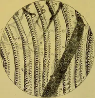 An illustration from The microscope : its history, construction, and application, being a familiar introduction to the use of the instrument, and the study of microscopical science / by Jabez Hogg. (1898)