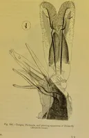 An illustration from The microscope : its history, construction, and application, being a familiar introduction to the use of the instrument, and the study of microscopical science / by Jabez Hogg. (1898)