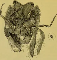 An illustration from The microscope : its history, construction, and application, being a familiar introduction to the use of the instrument, and the study of microscopical science / by Jabez Hogg. (1898)