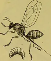 Picture 352 of 409 from The microscope : its history, construction, and application, being a familiar introduction to the use of the instrument, and the study of microscopical science / by Jabez Hogg. (1898), leaf 662