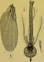 An illustration from The microscope : its history, construction, and application, being a familiar introduction to the use of the instrument, and the study of microscopical science / by Jabez Hogg. (1898)