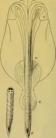 An illustration from The microscope : its history, construction, and application, being a familiar introduction to the use of the instrument, and the study of microscopical science / by Jabez Hogg. (1898)