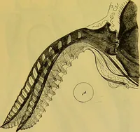 Picture 355 of 409 from The microscope : its history, construction, and application, being a familiar introduction to the use of the instrument, and the study of microscopical science / by Jabez Hogg. (1898), leaf 665