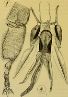 An illustration from The microscope : its history, construction, and application, being a familiar introduction to the use of the instrument, and the study of microscopical science / by Jabez Hogg. (1898)